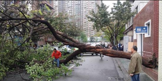 9日凌晨妖风突袭成都 大树被风吹倒