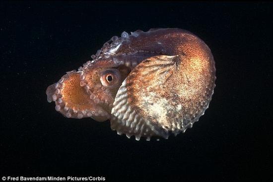 亚尔古章鱼摘得“最怪异”桂冠。这种章鱼的阴茎可以脱离身体，游向异性交配，如此怪异的性爱行为令人叹为观止