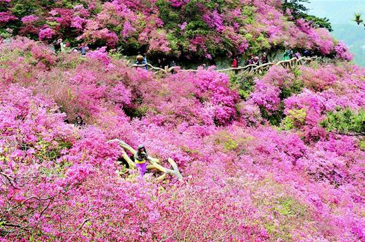 图文:云雾杜鹃花正艳