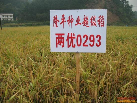 结合隆平高科的“两优0293”在安徽出现大面积绝收事件,一些媒体报道认为,这应该引发农业界对“重产量不重质量”的反思。