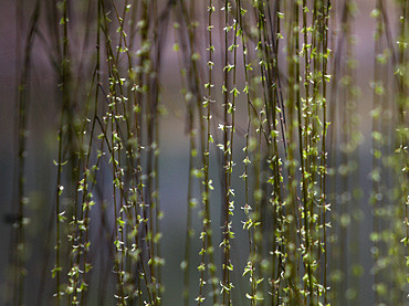 沈阳初春小雨过后气温大幅提升