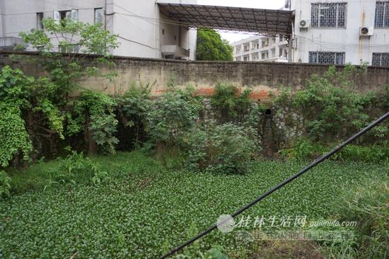 走进桂林工业技工学校,从坍塌的一侧围墙向外看,灵剑溪几乎被水葫芦等浮游植物铺满,对面的排污管道有污水不断流入溪中。