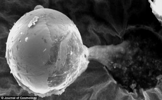 韦恩莱特和他的研究小组发现的微型金属球，向外流出粘性物质。他指出这个金属球的直径与一根头发相当，可能是一个定向胚种。韦恩莱特的言论显然是在支持一种观点，即生命是一个未知的地外文明故意带到地球的。