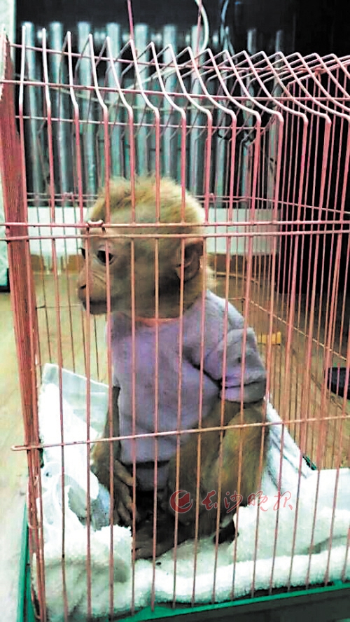 长沙侦破特大跨国贩卖野生动物案 百余食蟹猴