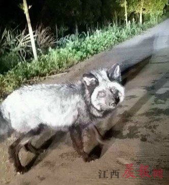 全南县网友拍摄到天龙山出现大量狐狸。照片由网友提供