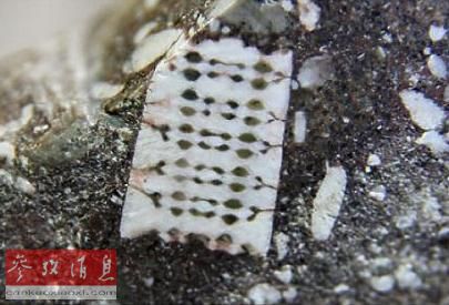 【俄罗斯发现2.5亿年前芯片化石】(2015年0