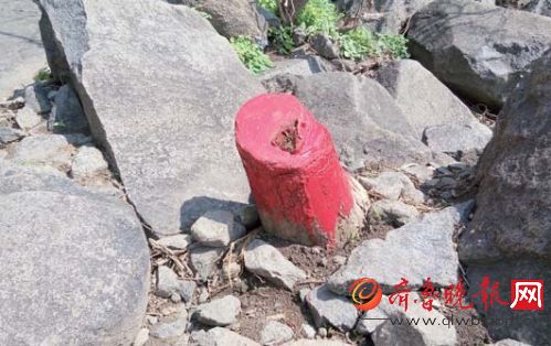 柘树被砍伐后,华山工作人员涂上了一层红漆。