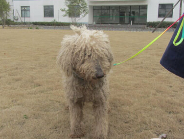 巨贵贵贵,雌性,3岁。第三批领养犬之一。