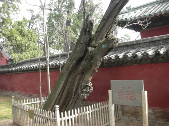 孟庙千年古树(图:布衣白丁的新浪博客)