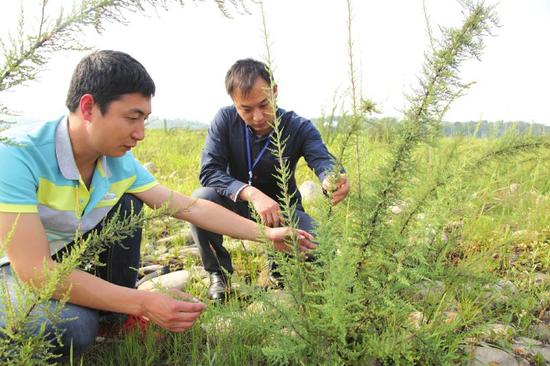 泸州纳溪发现大面积极度濒危物种疏花水柏枝幼苗_新浪四川_新浪网