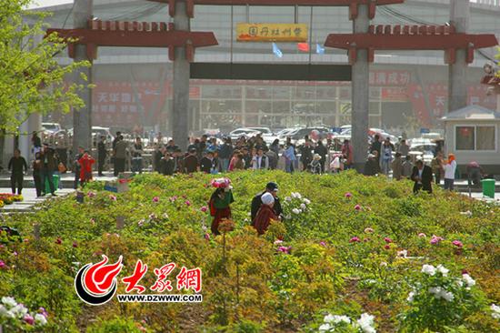 今天,菏泽各大牡丹园迎来了大批赏花游客