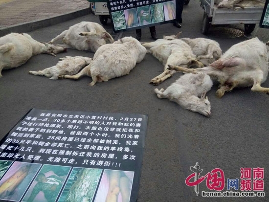 養羊場家人拉著被砸死的羊在安陽路邊“控訴”