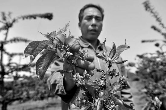 樱桃树叶变得枯黄,花已经死了