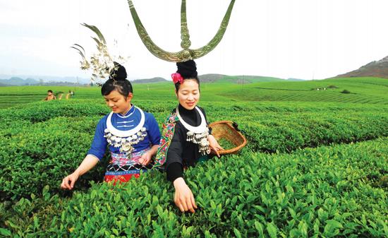 2015贵州春茶斗茶大赛开赛 43茶叶县角逐“茶王”_新浪贵州_新浪网