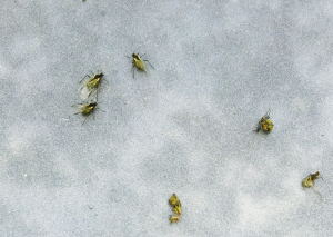 HWn4-chmifpy8672594.jpg