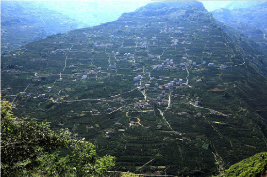 野桑坪村