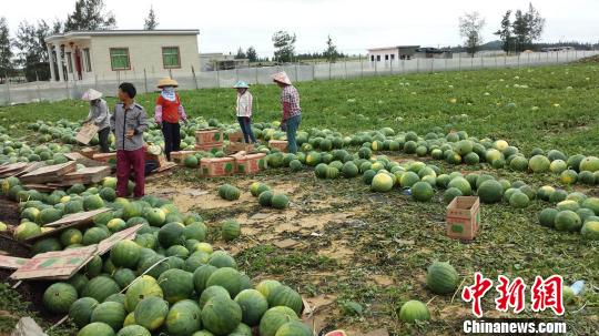 海南万宁大部分西瓜园已采摘完毕，瓜价略有回升。　王辛莉 摄