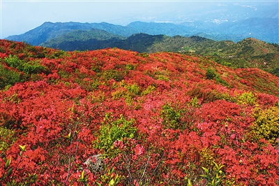 江西现世界罕见万亩高山野生杜鹃花