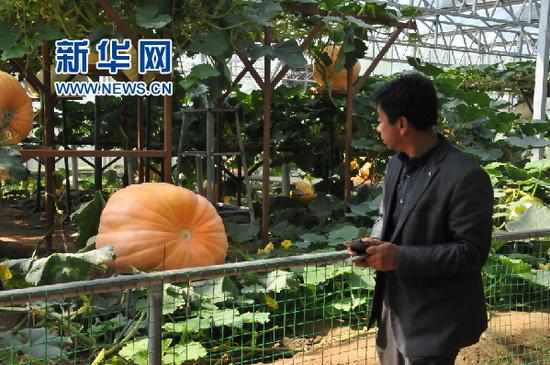 巨型南瓜引人矚目