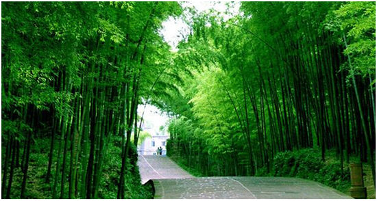 南京安吉南山竹海自驾游火热招募中