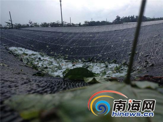 冰雹压在种植户的大棚上。