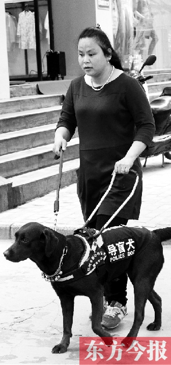 河南103万盲人仅4只导盲犬上岗