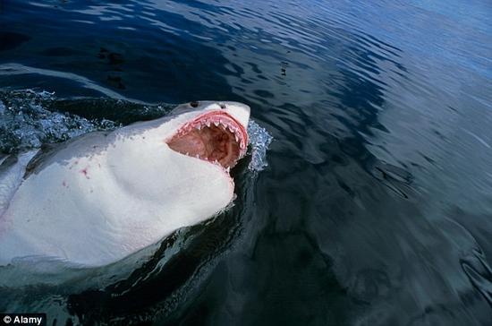 去年，全球共发生了72起鲨鱼袭击事件，其中:3人不幸身亡。