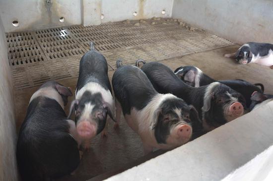 宁乡花猪借互联网+转型升级 进军手游及电商市场_新浪湖南_新浪网