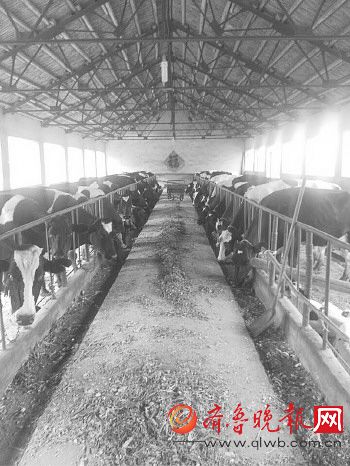 历城冷水沟奶农李元东之前养了100多头奶牛，现在全卖了。资料片 记者 鲁强 摄