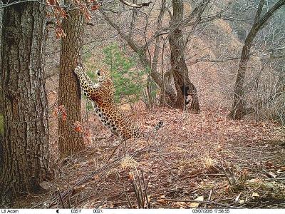 架设在河南太行山国家级自然保护区的红外相机拍摄到的金钱豹。