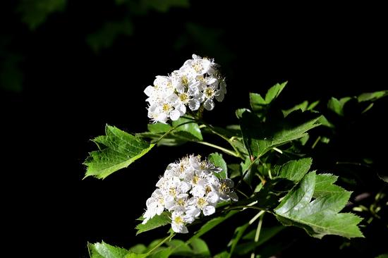 首届乡村旅游暨山楂花节开幕