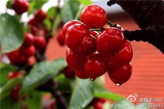 图片来源:@桔子1965