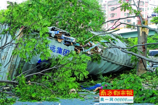 　　昨日早晨，深圳红岭泥岗立交桥上，一辆满载木制地板的货柜车撞上护栏后,整个车厢掉落15米高的桥下，司机当场死亡。南都记者 徐文阁 摄