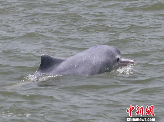 4月25日,一只灰色的中华白海豚在三娘湾海域玩耍。 曾开宏 摄