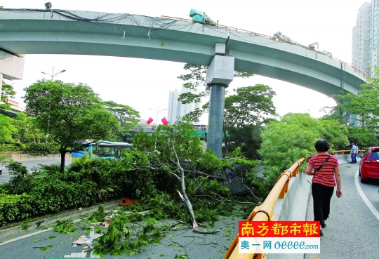 　　昨日早晨，深圳红岭泥岗立交桥上，一辆满载木制地板的货柜车撞上护栏后,整个车厢掉落15米高的桥下，司机当场死亡。南都记者 徐文阁 摄