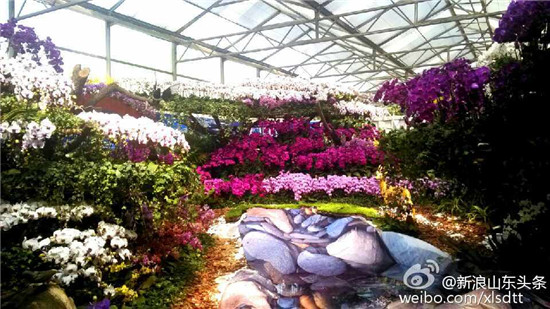 菜博会上的蔬菜景观