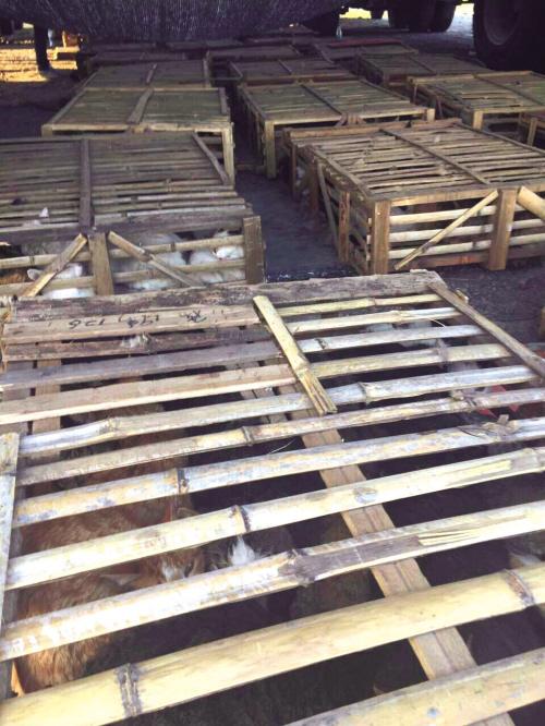 嘉兴三辆轿车逼停一辆集装箱车救下800多只猫