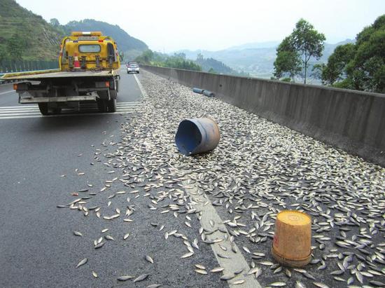 成自泸赤高速货车侧翻 千斤鱼苗遭渴死_市州