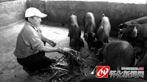 怀化新闻网讯 近日，鹤城区芦坪乡水沙溪村李绍平的生态养猪场出了一件怪事：一头家养生态猪顺利产下18 头野猪仔，一时在当地传得沸沸扬扬。