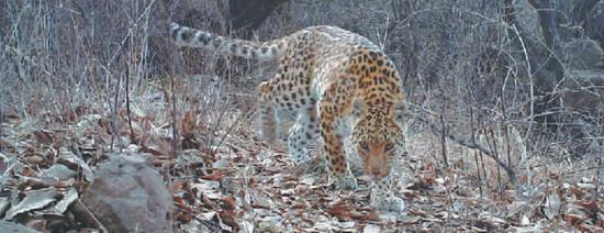 紅外自助照相機(jī)拍攝到的金錢(qián)豹正面圖