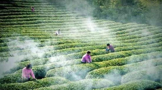 两岸千人茶会:观茶品茶切磋茶艺 感受茶文化魅