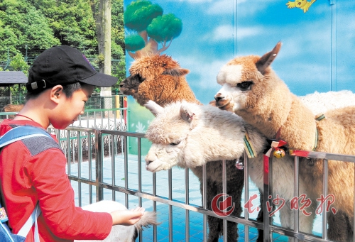 新开园的长沙生态动物园萌幼乐园内,游客正在“零距离”喂食小动物。长沙晚报记者 周柏平 摄