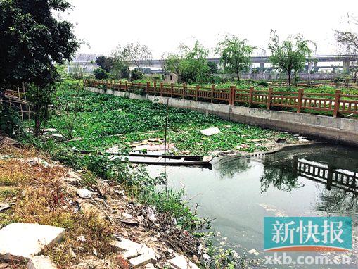 ■牛肚湾涌的下游尽头已被淤泥堆积成花圃种植地。新快报记者 徐利欣/摄
