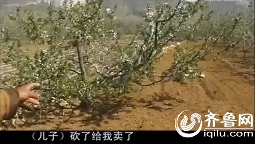 車滿華稱,自己拿不出錢(qián)來(lái)就會(huì)挨打,兒子就糟蹋家里種的櫻桃樹(shù)。(視頻截圖)