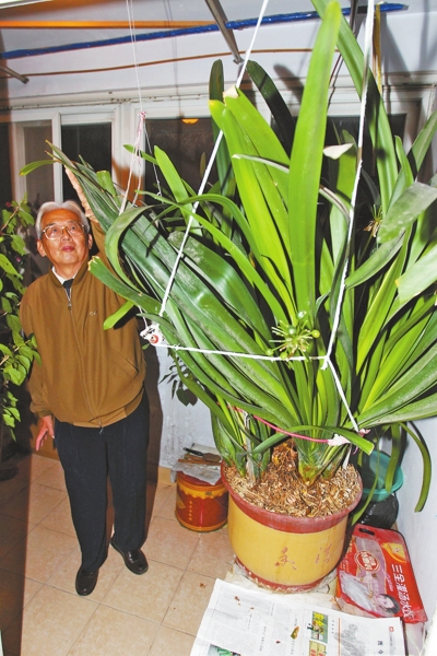 40歲君子蘭，葉片幾乎觸到陽臺的頂部。