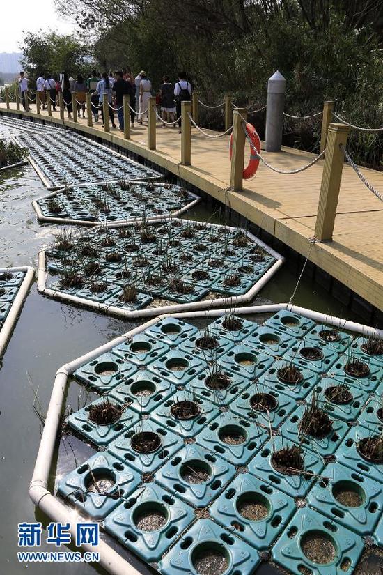 深圳华侨城湿地:大自然在都市中重生