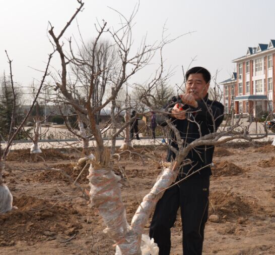 農業廳農業實驗基地進行石榴樹修剪示范