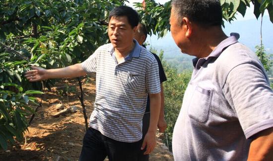 實地到櫻桃園指導農民櫻桃樹病害診斷