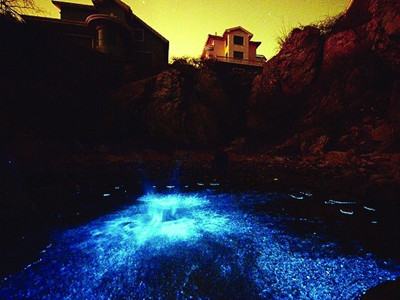 大连大黑石再现荧光海 否认系世界第七大荧光