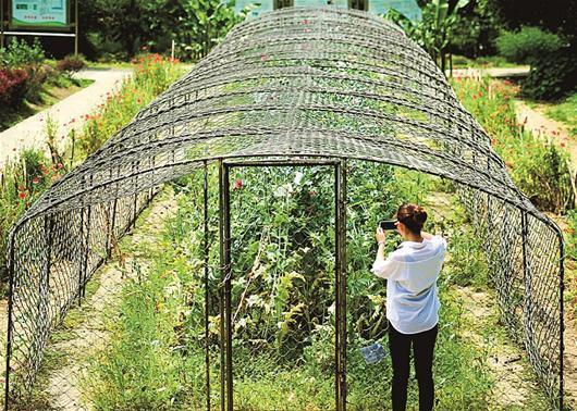 植物園罌粟頻遭游客偷摘